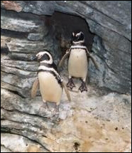 Penguins in Portugal